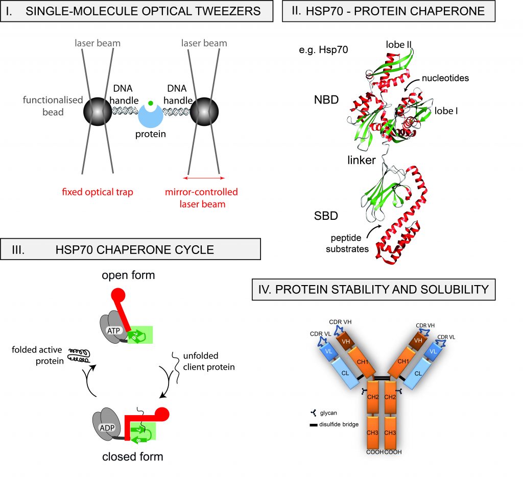 Laboratory of Proteins CibCenter